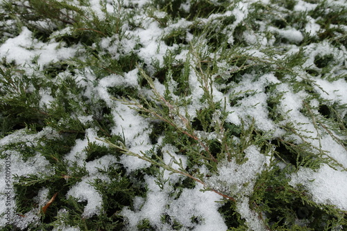 Half melted snow on branches of juniper in December