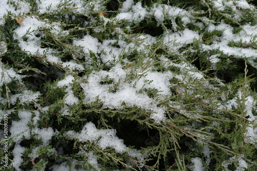 Leafage of juniper covered with melting snow in December photo