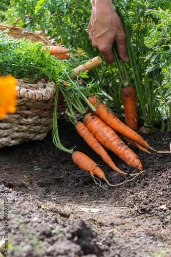 Just uprooted juicy carrots in vegetable bed near basket, worker is uprooting juicy carrots in background, harvest of carrots in farmer’s field, agriculture concept