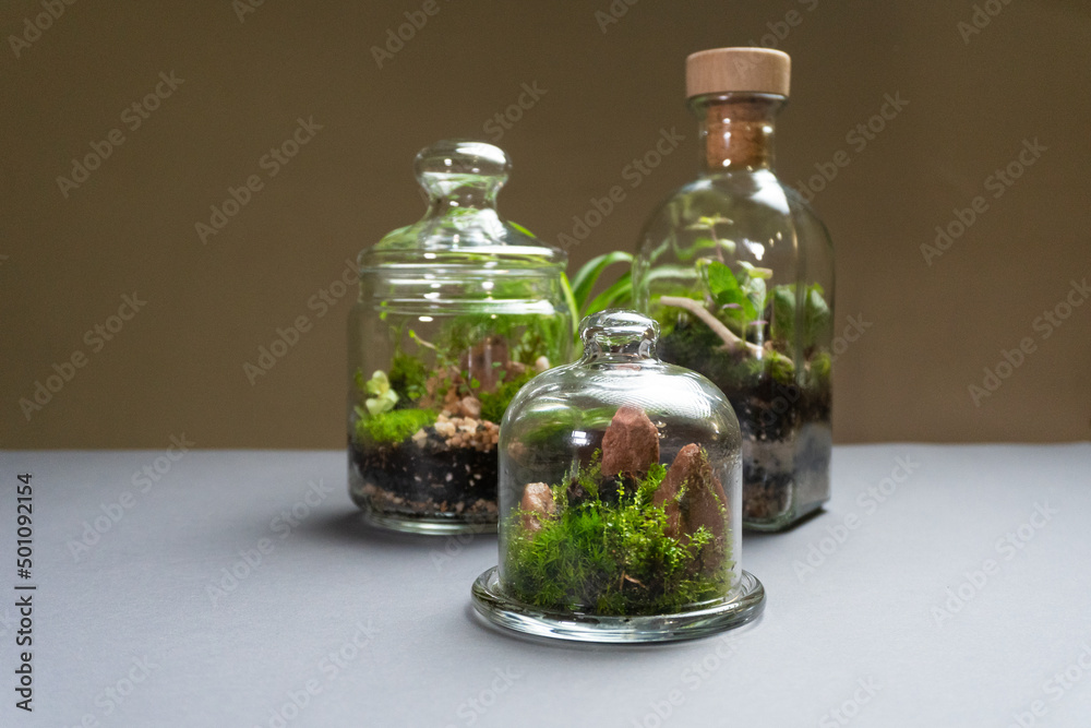 Florarium with different kinds of plants. Home decoration Florarium with different kinds of plants. Home decoration