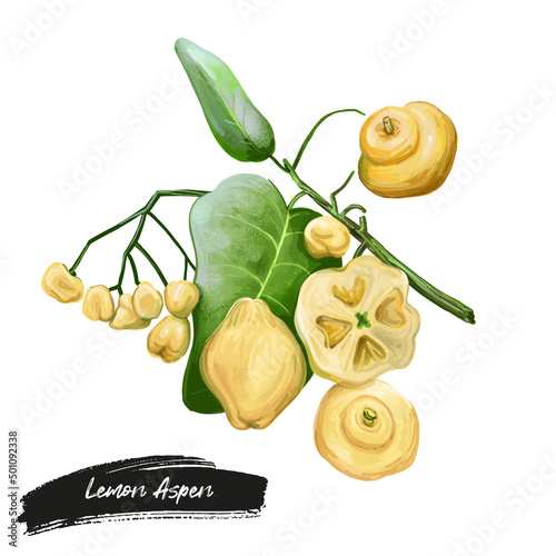 Acronychia acidula, lemon aspen or lemon wood, species of small to medium-sized rainforest tree. Digital art lillustration of hand drawn australian citrus fruit, green leaf, whole and cut. photo