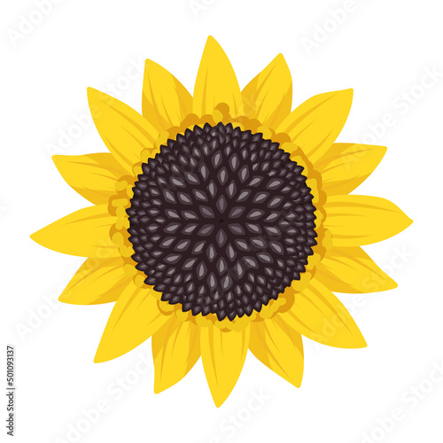 Bright sunflower flower with yellow leaves and black seeds. Element of nature, plant for decoration and design. Vector flat illustration