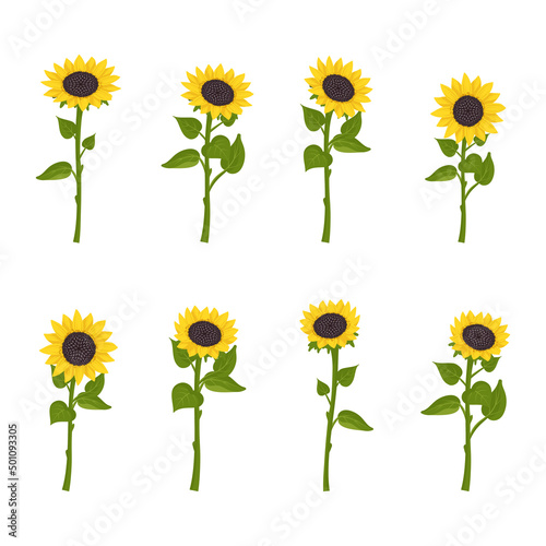 Set of sunflower flowers with yellow petals and dark ripe seeds, isolated plants on stems with leaves. Nature element for decoration and design, holiday gift. Vector flat illustration