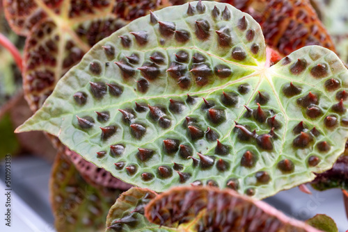 Close up on the leaf of a Begonia ferox plant. Begonia ferox is native to Southwest China in limestone habitat. Mature leaves present these black cones called bullae. photo