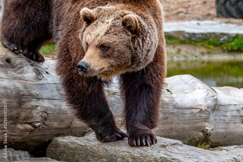 Obraz premium Close up big brown bear in spring forest