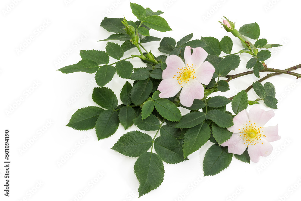 Fototapeta premium Branches of the dog-rose with flowers on white background