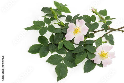 Branches of the dog-rose with flowers on white background