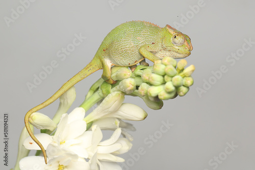 A young Fischer's chameleon is crawling on Polianthes tuberosa flowers. This reptile has the scientific name Kinyongia fischeri. photo