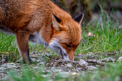 A magnificent wild Red Fox, Vulpes vulpes, in the spring forest