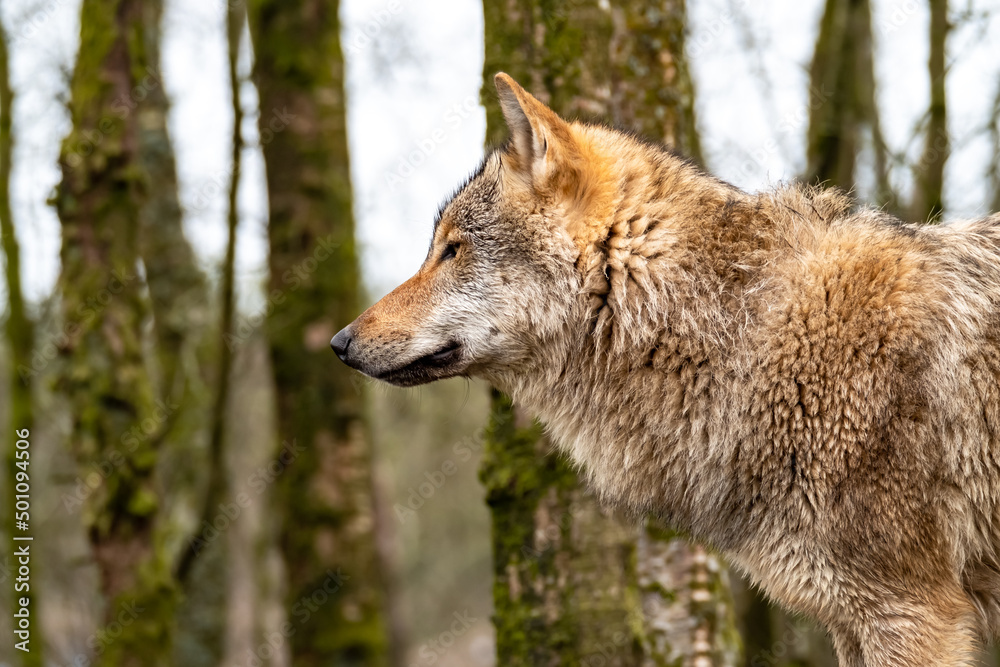 Obraz premium Close up of an adult wolve roaming in the forest
