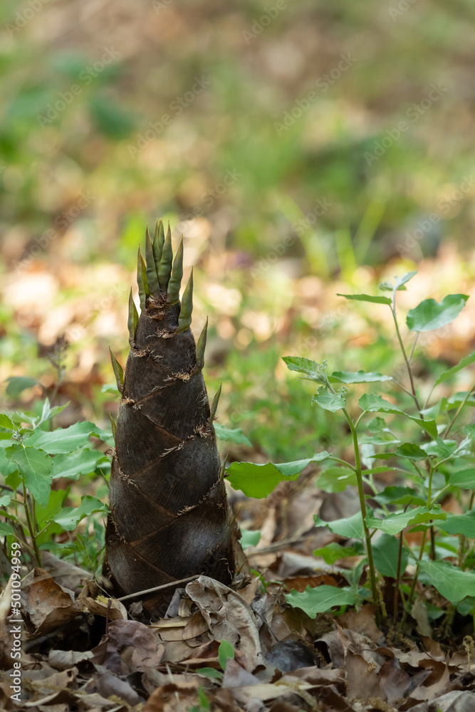 Bamboo shoots growing on the ground
Bamboo shoots growing on the ground