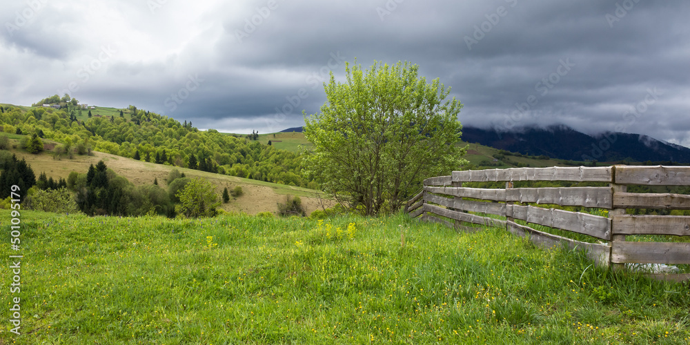 rural landscape on a cloudy springtime day. beautiful countryside nature scenery of carpathian mountains in the morning. tree near the fence on the grassy hill