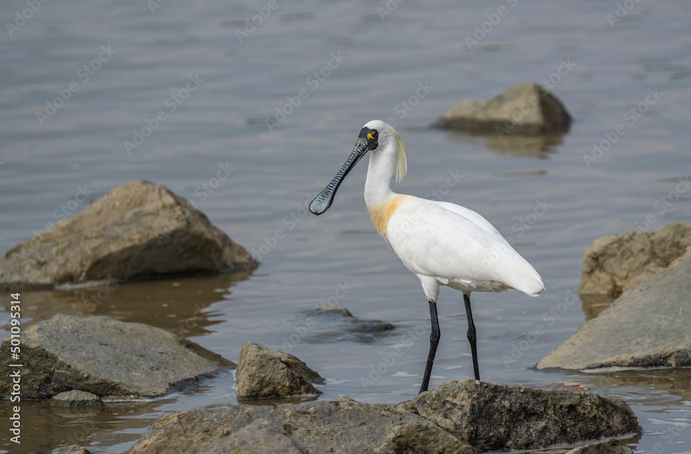 black-faced spoonbill foraging in wetland black-faced spoonbill foraging in wetland