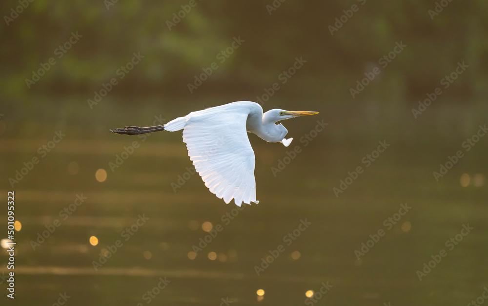 Great White Egret fishing on a lake Great White Egret fishing on a lake