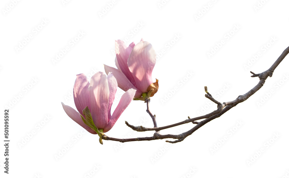 Pink magnolia flowers isolated on white background Pink magnolia flowers isolated on white background