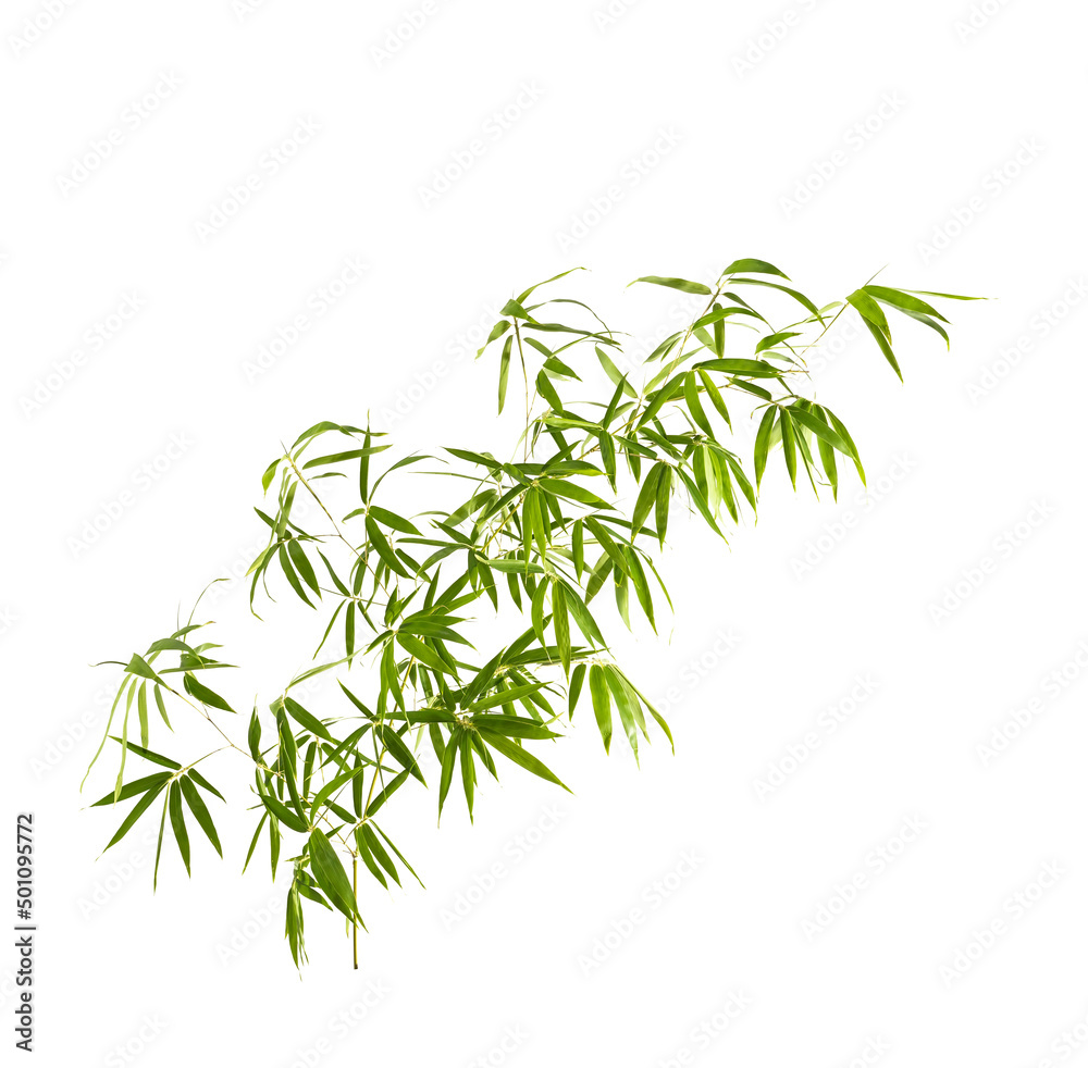 Obraz premium green bamboo leaves isolated on white background