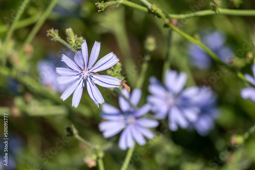 Chicory flowers on white background.
