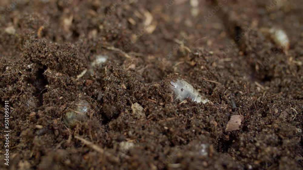 Cockchafer grubs digging through soil Cockchafer grubs digging through soil