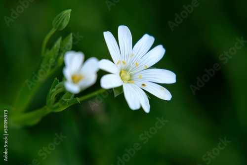 Fleurs  Stellaire sauvage.