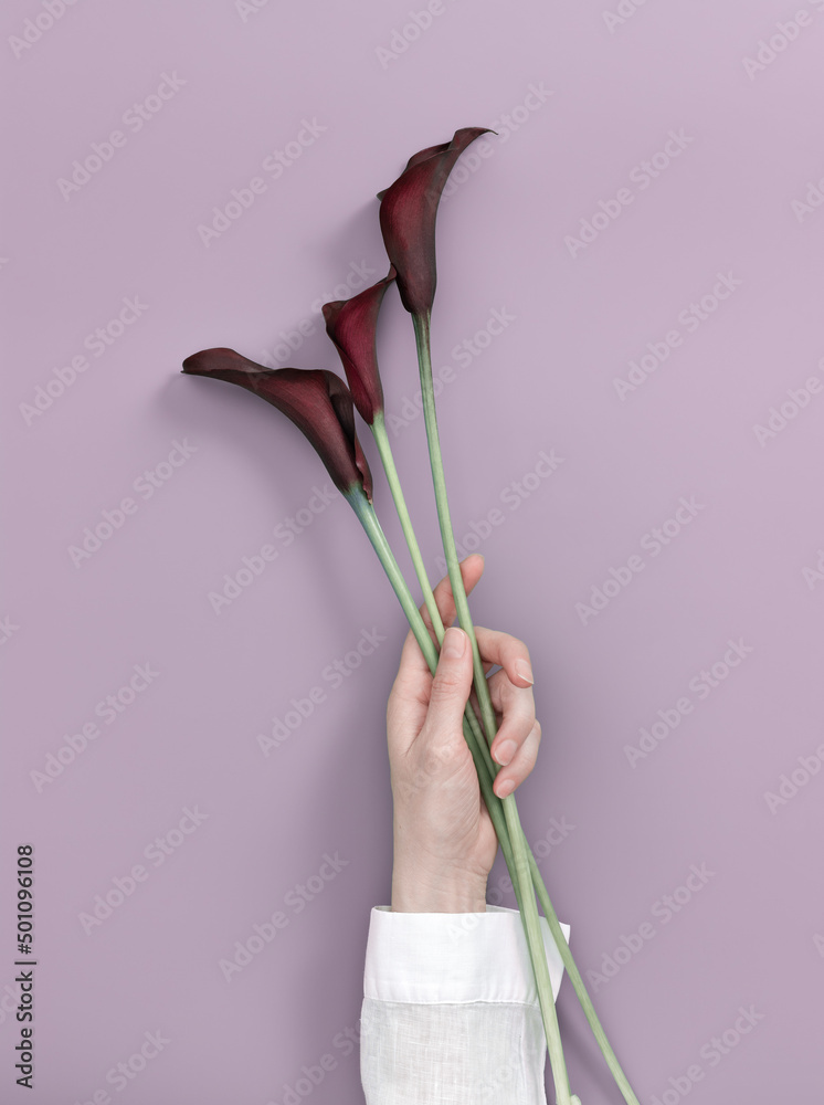 Purple Calla lily flower in woman hand on pastel violet background. Minimal  natural floral concept. Blossoming flower, holiday celebration summer card.  Calla lilies aesthetic photo Stock Photo | Adobe Stock