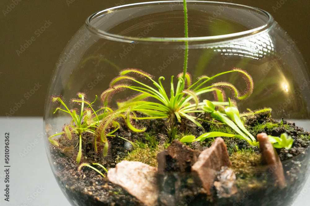 Florarium with different kinds of plants. Home decoration Florarium with different kinds of plants. Home decoration