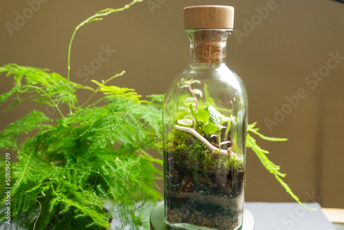 Florarium with different kinds of plants. Home decoration