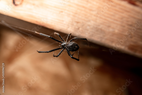 Black Widow Spider with Saw Dust on its Body and Legs on Web