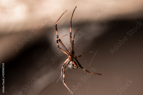 Spider with Hourglass Figure Clinging on Web