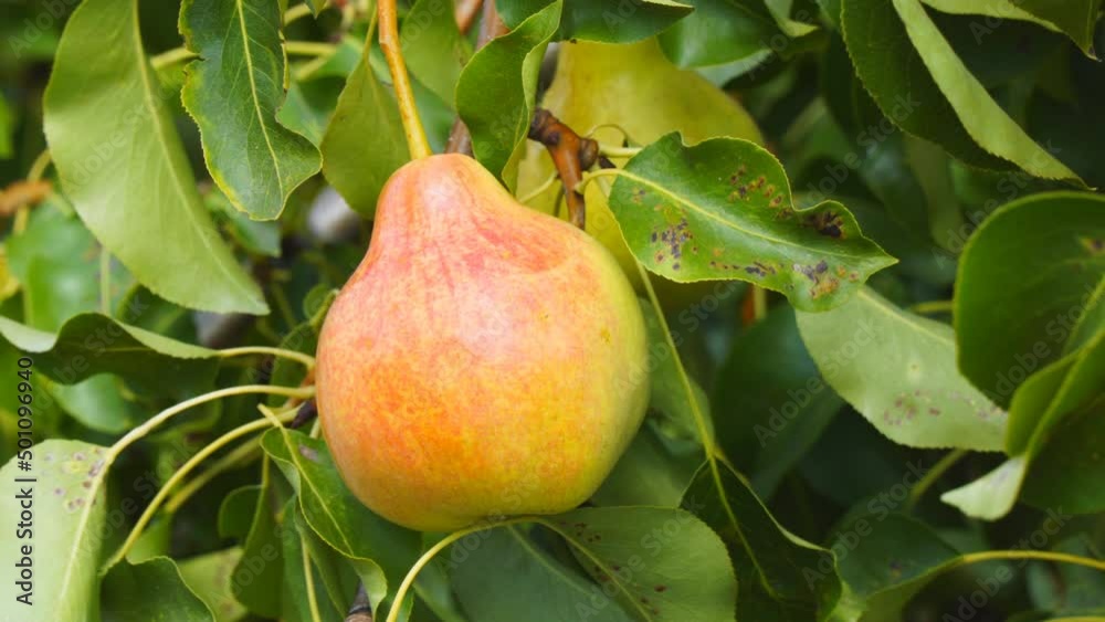 Ripe pear on a branch in the garden. Camera zooming Ripe pear on a branch in the garden. Camera zooming