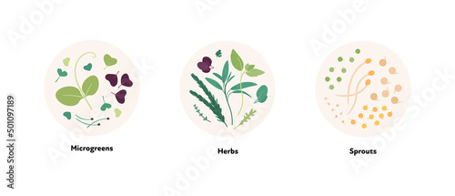 Food illustration collection. Vector flat design of microgreen leaf, herb, and sprouts symbol in circle frame isolated on white background.