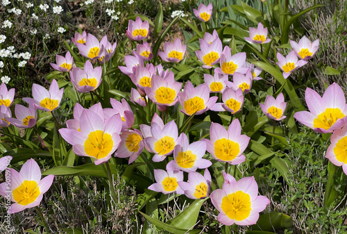Tulipa bakeri, Lilac Wonder