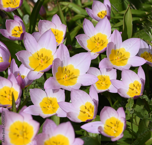 Tulipa bakeri, Lilac Wonder