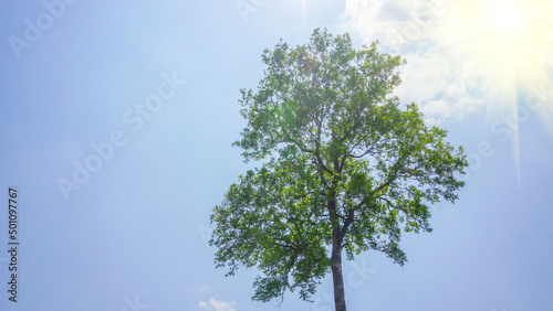 A big green tree under the blue sky with white clouds, the golden sunlight naturally illuminates the right side.
