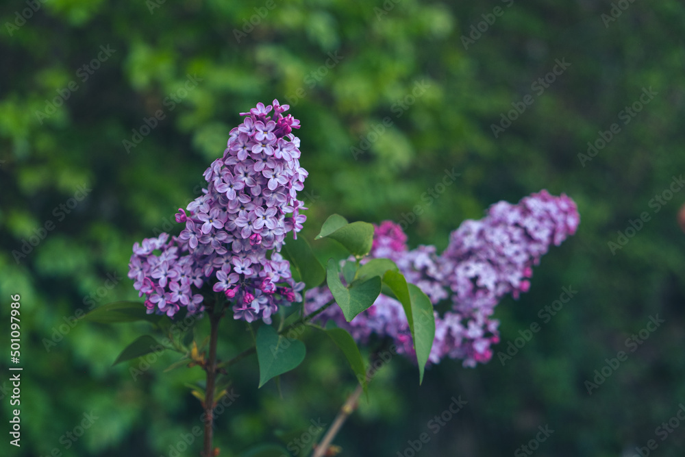Beautiful fresh purple lilac flowers in full bloom in the garden, close up, selective focus. Blooming syringa vulgaris, floral spring background. Beautiful fresh purple lilac flowers in full bloom in the garden, close up, selective focus. Blooming syringa vulgaris, floral spring background.