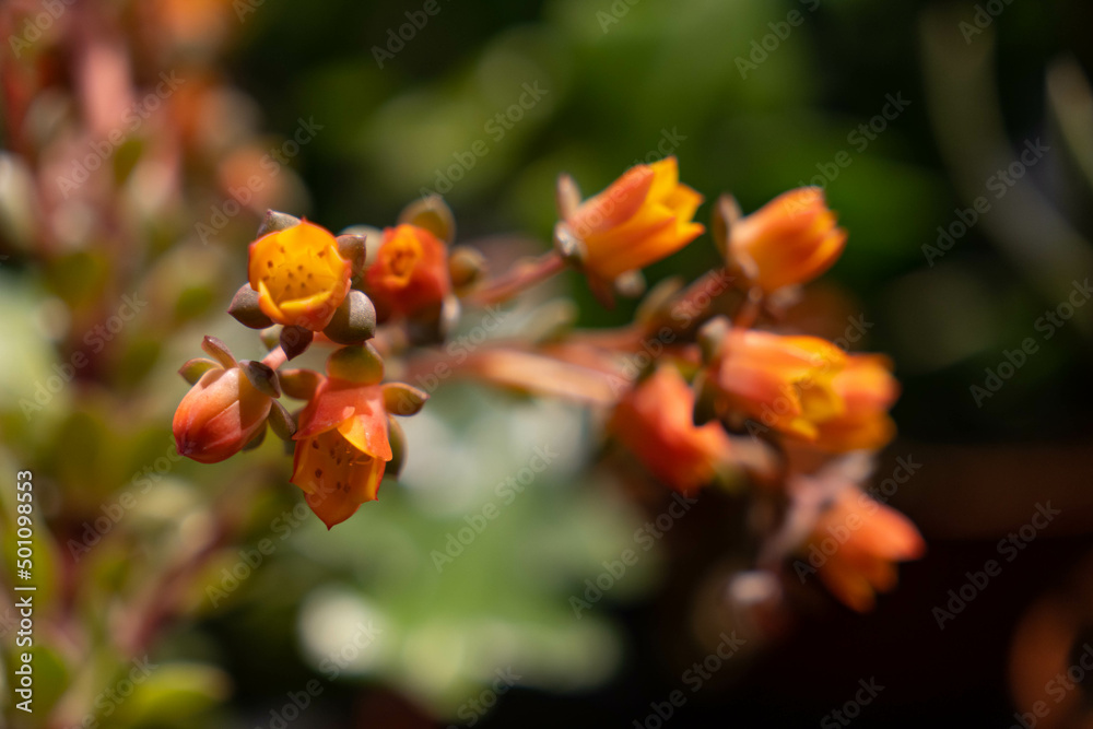 Close up of pink echeveria succulent flowers. Vibrant orange and pink flowers on a blurry background. Close up of pink echeveria succulent flowers. Vibrant orange and pink flowers on a blurry background.