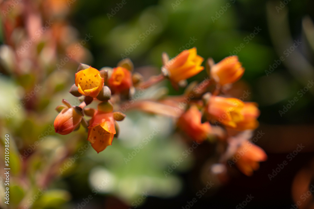 Close up of pink echeveria succulent flowers. Vibrant orange and pink flowers on a blurry background. Close up of pink echeveria succulent flowers. Vibrant orange and pink flowers on a blurry background.