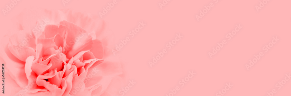 Large pink peony bud or carnation flowers on a pink background. Copy space. Business card. Blank for an advertising text. Spa concept. Romantic postcard. International woman day mockup design. Banner