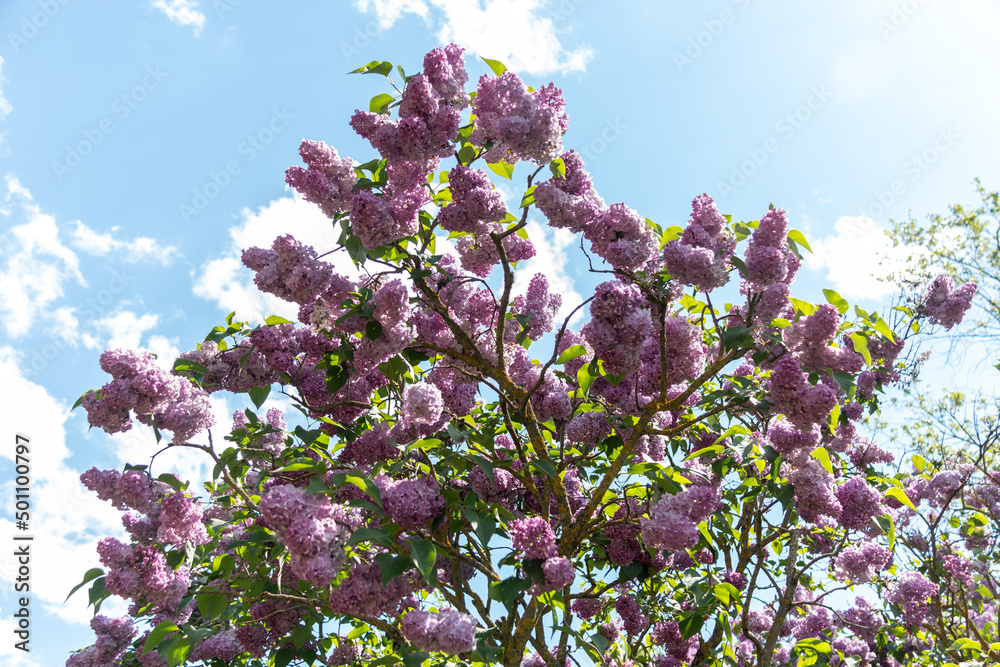 Flowering lilac bushes in the garden against the blue sky. Lilacs bloom beautifully in spring. Spring concept. Flowering lilac bushes in the garden against the blue sky. Lilacs bloom beautifully in spring. Spring concept.