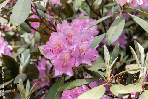 Flowers of hybrid rhododendron cultivar Blurettia close-up. Evergreen shrub. Used as an ornamental garden plant. Beautiful flowers.