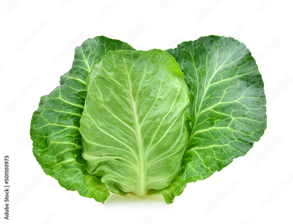 fresh green pointed cabbage isolated on white background fresh green pointed cabbage isolated on white background