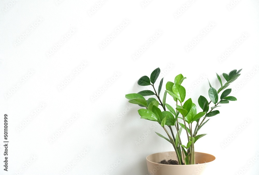 Obraz premium Zamioculcas plant in flower pot standing on a white background. Modern minimal creative home decor concept.The shadow on the light wall from the plant Zamioculcas. Zamioculcas Zamiifolia or ZZ Plant 