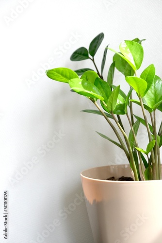 Zamioculcas plant in flower pot standing on a white background. Modern minimal creative home decor concept.The shadow on the light wall from the plant Zamioculcas. Zamioculcas Zamiifolia or ZZ Plant 