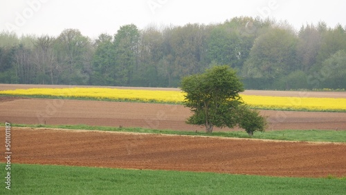 Paysage campagnard au printemps, avec champ de colza et champs non cultivés photo