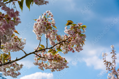 A cherry blossom tree blossoming in spring against a blue sky. Prunus Shizuka photo