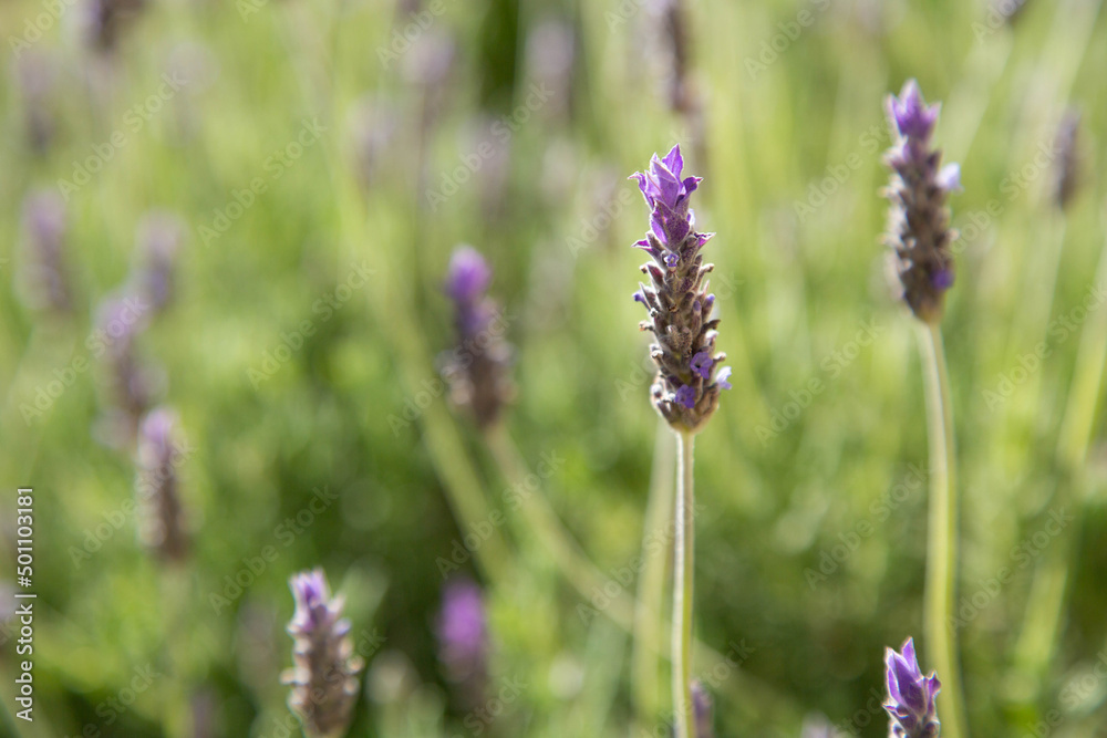 Buds of lavender flowers shown close-up against the background of a lavender field in a blurred focus. The background of a flower field. Buds of lavender flowers shown close-up against the background of a lavender field in a blurred focus. The background of a flower field.