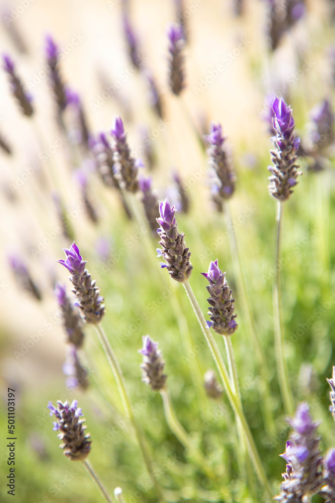 Lavender wildflowers illuminated by daylight. Vertical photo. The background of a flower field. Lavender wildflowers illuminated by daylight. Vertical photo. The background of a flower field.