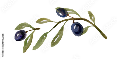 Watercolor branch of olive tree with olives isolated