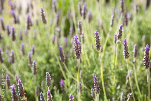 Buds of lavender flowers against the background of a lavender field in a blurred focus. The background of a flower field.