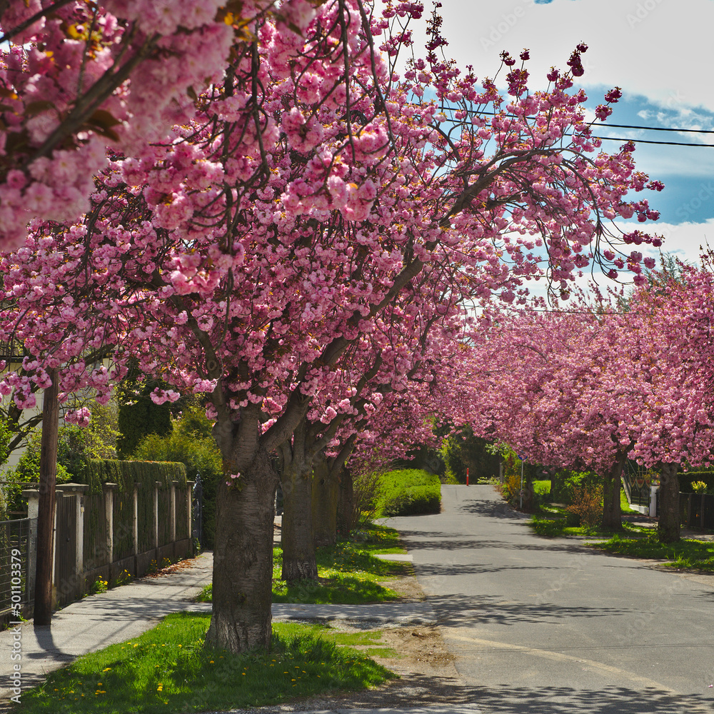 Spring background with Japanese Cherry Flowers. Prunus serrulata. Spring flowers pattern. Pink Cherry blossom. Spring flowers pattern. Sacura cherry-tree.