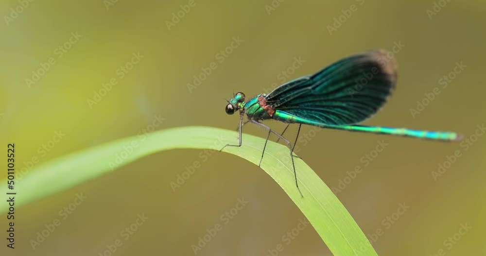 Beautiful demoiselle (Calopteryx virgo) is a European damselfly belonging to the family Calopterygidae. It is often found along fast-flowing waters where it is most at home. Beautiful demoiselle (Calopteryx virgo) is a European damselfly belonging to the family Calopterygidae. It is often found along fast-flowing waters where it is most at home.